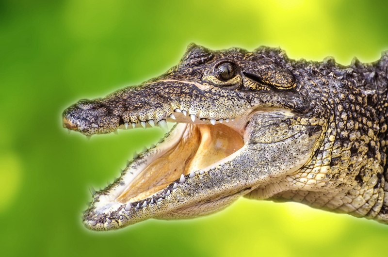 snout, swamp, crocodilia, alligators, animal eye, close-up, crocodylus, no people, prehistoric, skin, animal themes, vertebrate, one animal, crocodile