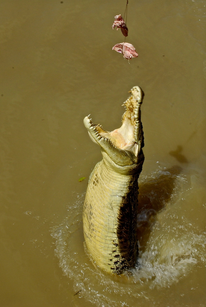 river, animal head, aggression, black, waterfront, teeth, dangerous, nature, feeding, reptile, marine, predator, carnivore, animal wildlife, wild, Alligator
