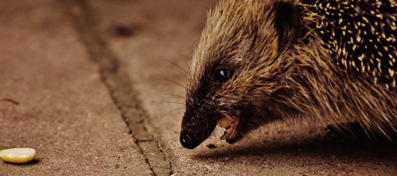 garden, 5K, rodent, spur, cute, hannah, hedgehog, day, animal themes, animal, prickly, vertebrate, drinking, autumn, animal body part, animal wildlife