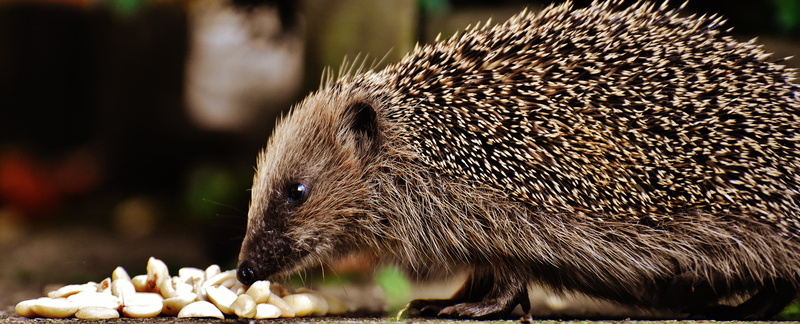 food, autumn, animal themes, side view, animal body part, spiked, one animal, foraging, mammal, animals in the wild, hair, profile view, nocturnal, cute