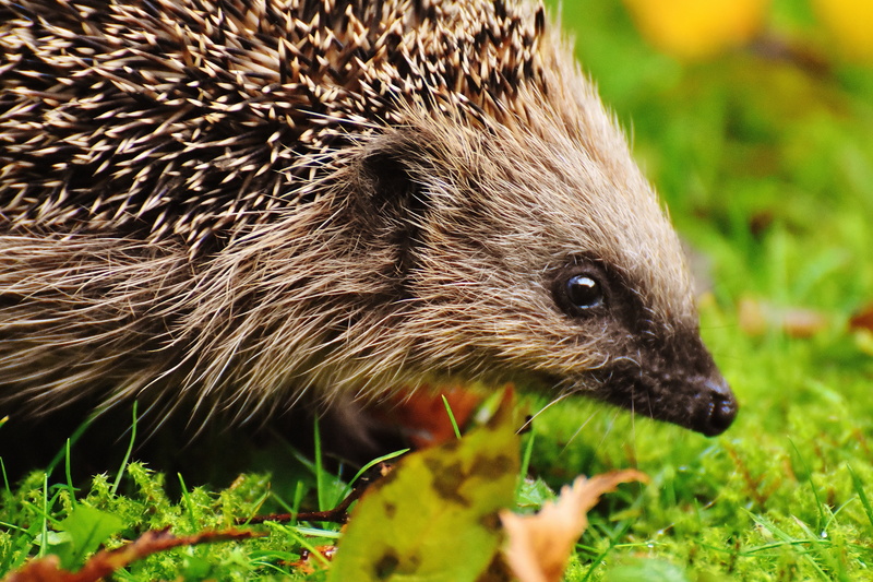 no people, foraging, young hedgehog, portrait, hedgehog, crepuscular, vertebrate, animal head, body part, 5K, eating, plant part, animals in the wild