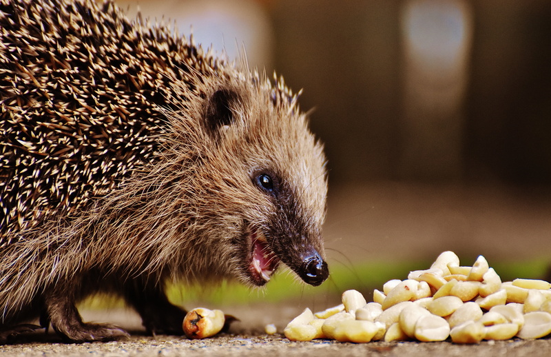 animals in the wild, feeding, young hedgehog, garden, nocturnal, nut, outdoors, close-up, animal themes, meal, autumn, focus on foreground, mammal, hannah
