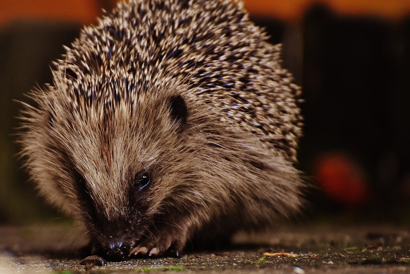 portrait, looking at camera, nocturnal, animal world, animal, young hedgehog, hair, animals in the wild, meal, 4K, prickly, animal hair, outdoors, hannah