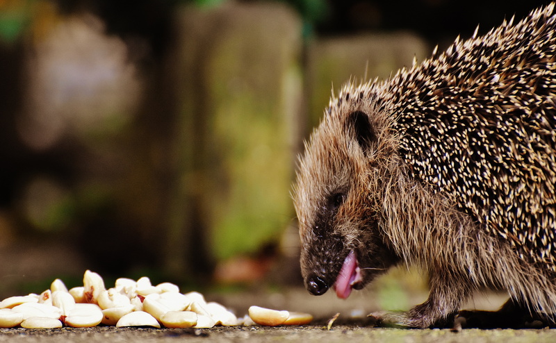5K, cute, animal themes, mouth open, animal wildlife, food and drink, vertebrate, nature, hedgehog child, eating, feeding, hungry, day, mammal, young hedgehog