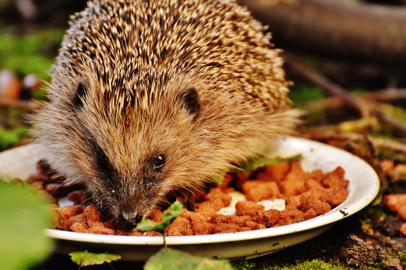 no people, hedgehog child, autumn, cute, garden, young hedgehog, outdoors, mammal, animal world, eating, prickly, hedgehog, food, selective focus, foraging