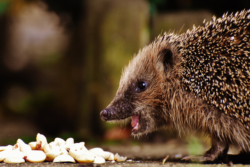 animals in the wild, animal wildlife, no people, animal themes, eating, hedgehog child, hannah, front, food and drink, vertebrate, outdoors, nature, animal