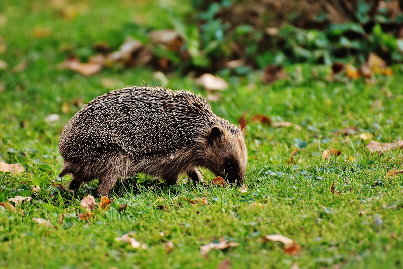 meal, grass, animal, animal themes, garden, one animal, prickly, plant, cute, autumn, hedgehog, crepuscular, day, field, spur, green color, selective focus