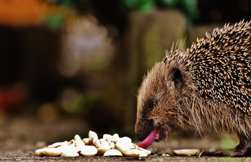 nocturnal, animal, feeding, animal wildlife, hedgehog child, animal world, meal, young hedgehog, food, autumn, small, insect, cute, one animal, nature