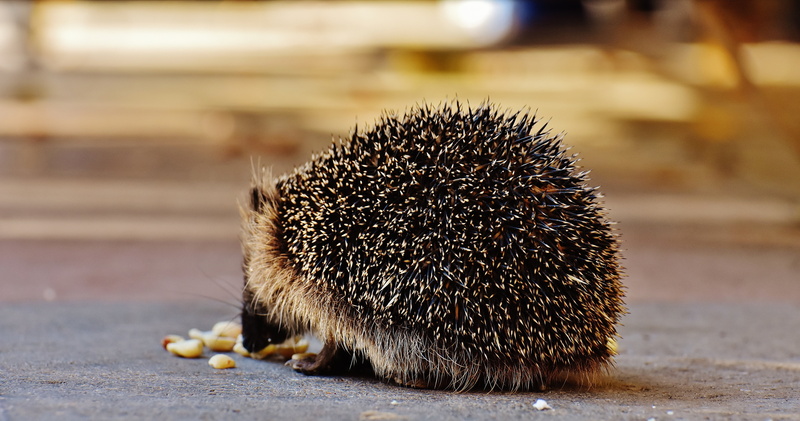 eating, city, fruit, one animal, no people, nocturnal, hedgehog child, food, mammal, food and drink, healthy eating, nature, animal wildlife, animal world