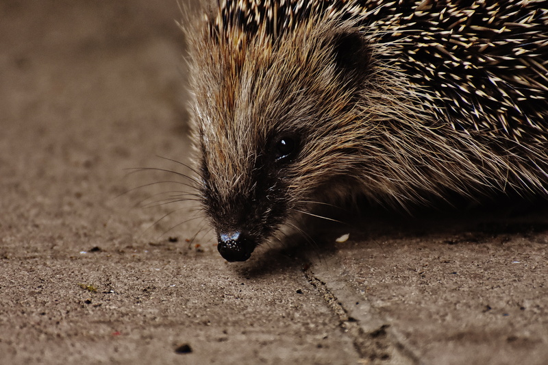 no people, garden, selective focus, raccoon, animal wildlife, young hedgehog, close-up, animal head, one animal, autumn, outdoors, day, spur, hedgehog child