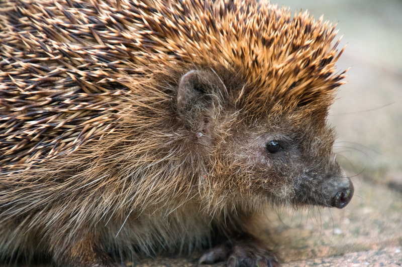 hibernation, hedgehog, animal head, 5K, animal themes, autumn, bristle - Animal Part, close, outdoors, portrait, snout, animal body part, crepuscular