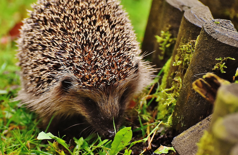 animal world, land, no people, foraging, vertebrate, day, garden, field, nocturnal, young hedgehog, autumn, animal, spur, crepuscular, grass, meal, cute