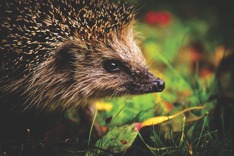 mammal, no people, animal, nature, animal world, field, cute, 5K, hedgehog child, focus on foreground, looking, whisker, hedgehog, crepuscular, animal themes