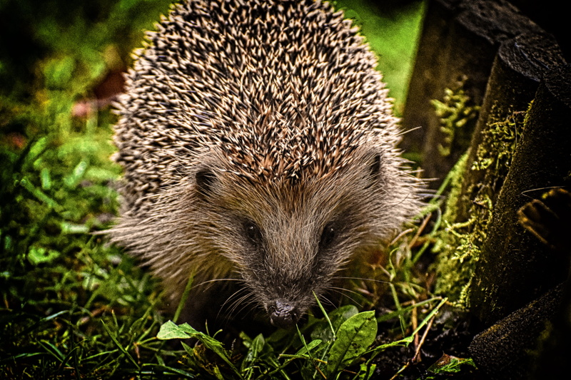animal themes, spur, mammal, 4K, eat, hannah, vertebrate, plant, nocturnal, spiked, animal world, green color, prickly, one animal, crepuscular, animal wildlife