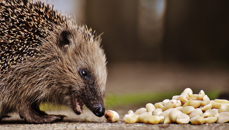 vertebrate, prickly, close-up, animal head, animal themes, 5K, foraging, healthy eating, portrait, animal wildlife, hedgehog child, hannah, autumn, animal body part