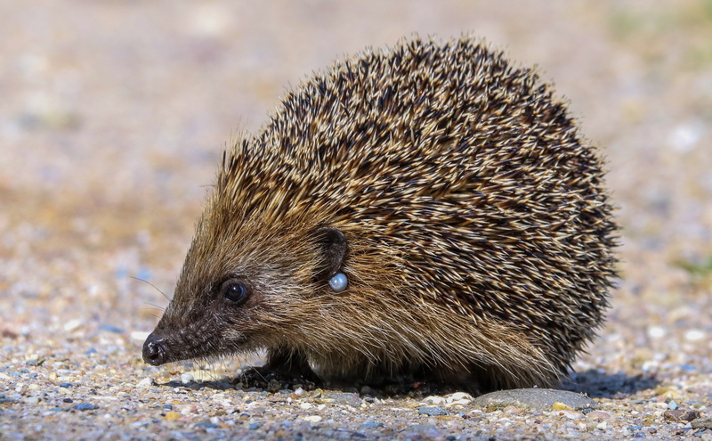animals in the wild, spur, spiked, gray, close-up, daytime, field, hannah, land, no people, mammal, focus on foreground, looking, hedgehog, vertebrate
