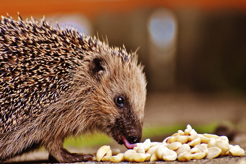 5K, portrait, autumn, spur, animals in the wild, hedgehog child, eating, one animal, animal world, meal, young hedgehog, feeding, animal wildlife, animal