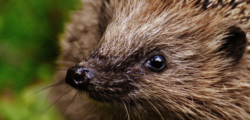 nature, animal body part, animal world, vertebrate, crepuscular, spur, meal, animal, prickly, eye, whisker, animal eye, outdoors, young hedgehog, animal themes
