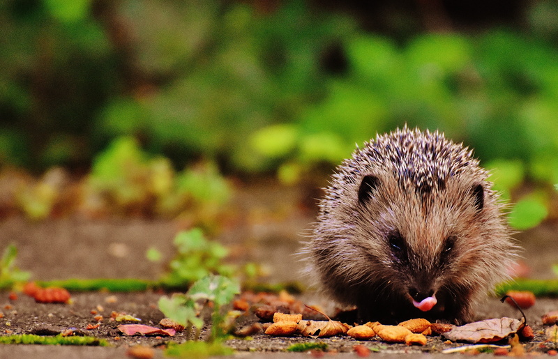 day, prickly, young hedgehog, vertebrate, mammal, animal world, animal themes, outdoors, close-up, plant part, hedgehog, hedgehog child, crepuscular, foraging