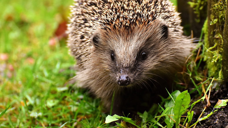 nature, plant, outdoors, portrait, nocturnal, hedgehog, meal, looking at camera, animal world, young hedgehog, animal wildlife, hedgehog child, garden