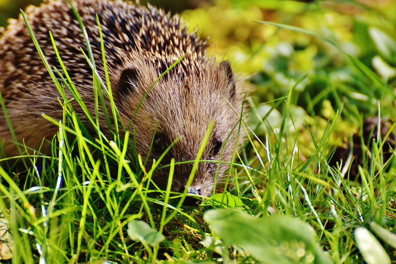 whisker, autumn, outdoors, mammal, grass, plant, animals in the wild, selective focus, vertebrate, 5K, land, animal, nature, one animal, field, close-up