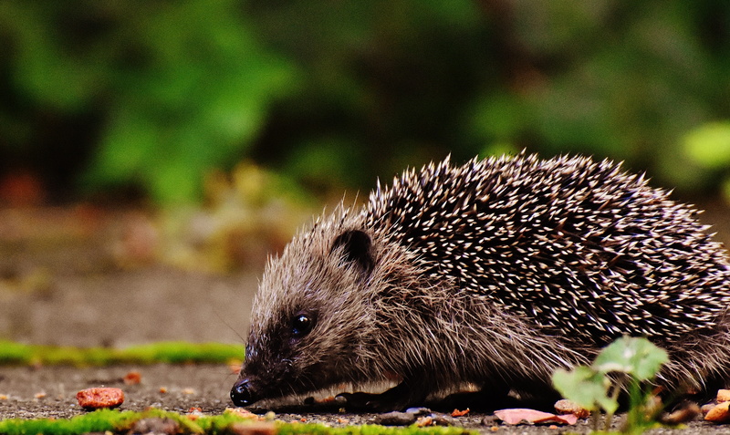 foraging, focus on foreground, animal, close-up, plant, day, cute, crepuscular, nocturnal, 4K, full length, no people, meal, nature, one animal, young hedgehog