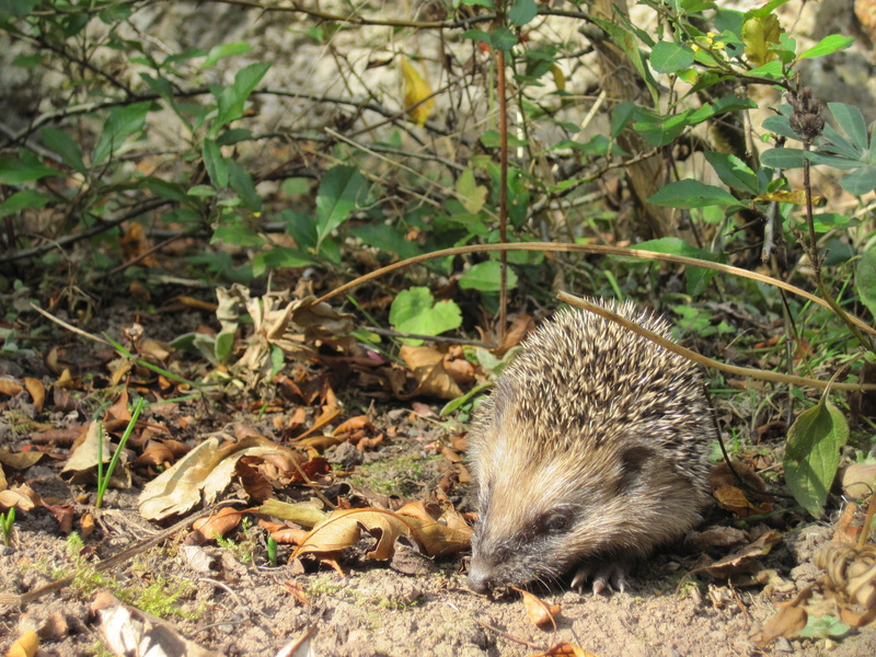 plant part, rodent, animal themes, animal world, 4K, focus on foreground, small, Young, crepuscular, land, no people, animals In The Wild, forest, hedge