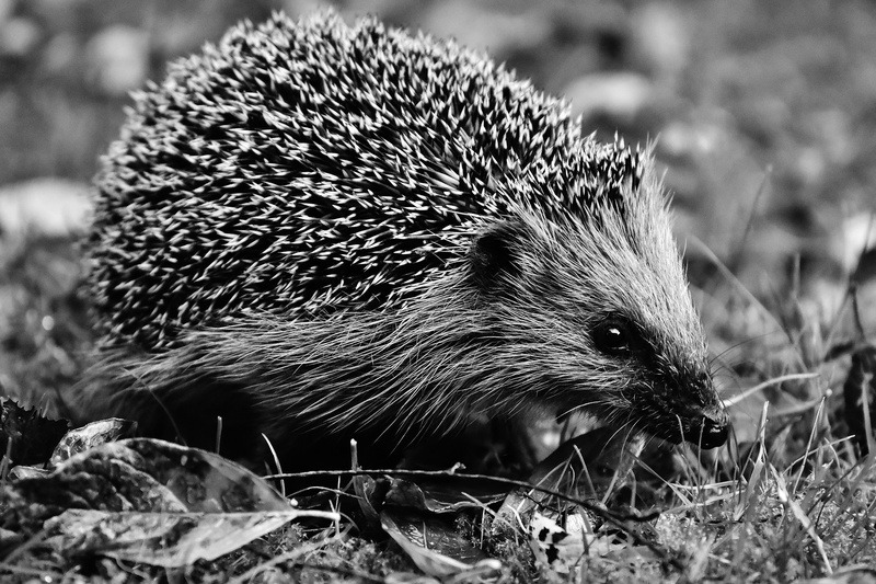 hannah, grass, wildlife photography, rodent, hedgehog, looking, animal, spur, one animal, nature, nocturnal, vertebrate, focus on foreground, no people