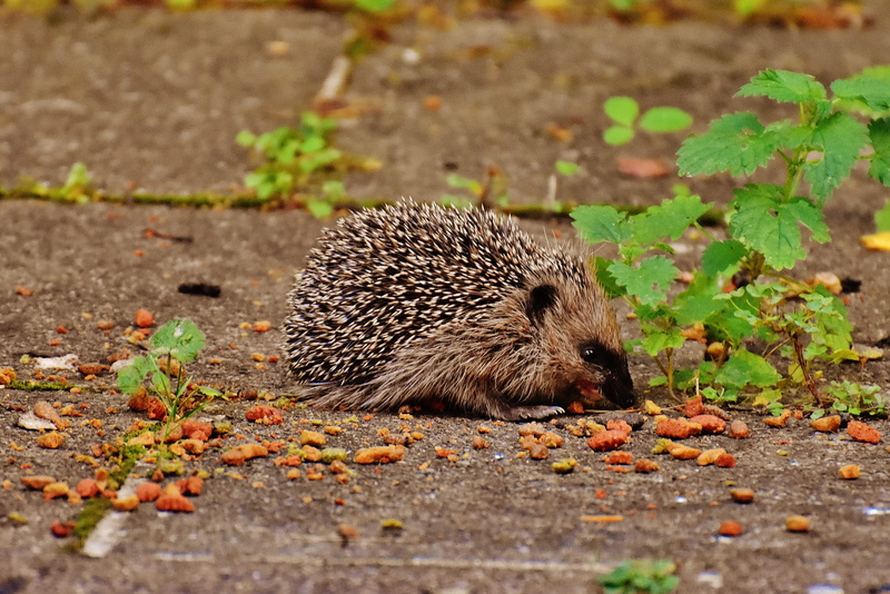 hedgehog child, leaf, young hedgehog, close-up, garden, plant part, rodent, selective focus, hannah, food, animal, outdoors, cute, crepuscular, animal themes