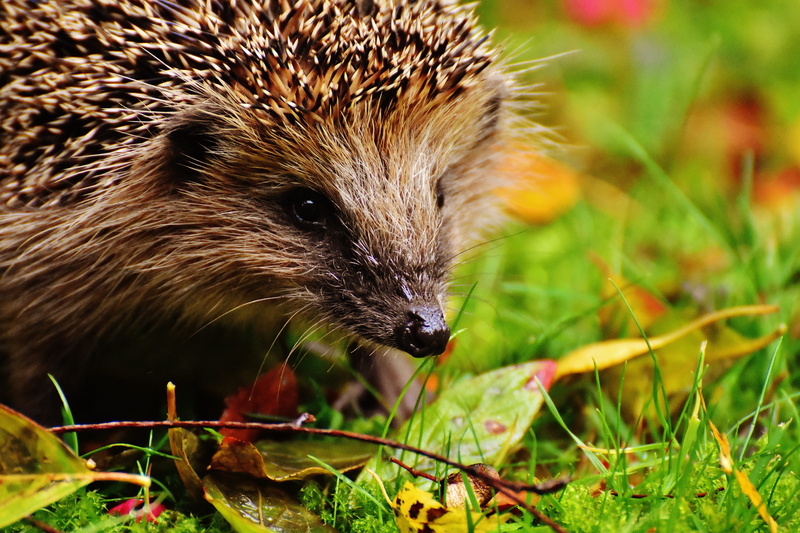 vertebrate, nocturnal, cute, animal wildlife, autumn, field, land, animal head, outdoors, crepuscular, day, nature, young hedgehog, hannah, foraging, animal