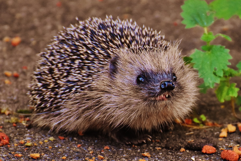 prickly, animal, whisker, meal, bristle - Animal Part, leaf, focus on foreground, black, nocturnal, plant part, mammal, cute, one animal, outdoors, focus