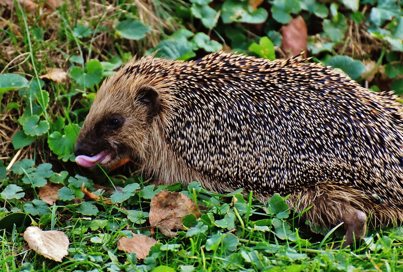 hedgehog, foraging, eating, one animal, animals in the wild, animal, field, 4K, nature, prickly, garden, cute, autumn, plant, mammal, spur, focus on foreground