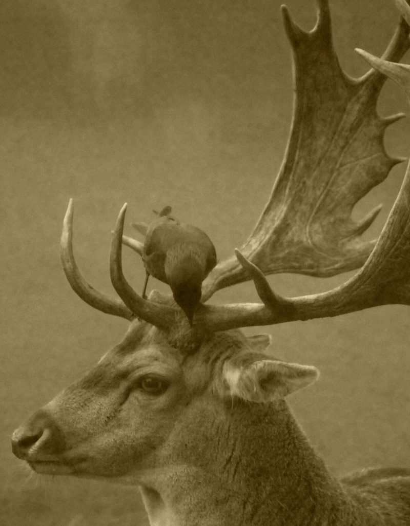 animals, animal themes, vertebrate, mammal, stag, nature, forest, animals in the wild, one animal, wildlife, velvet, animal wildlife, day, antlers, herbivorous