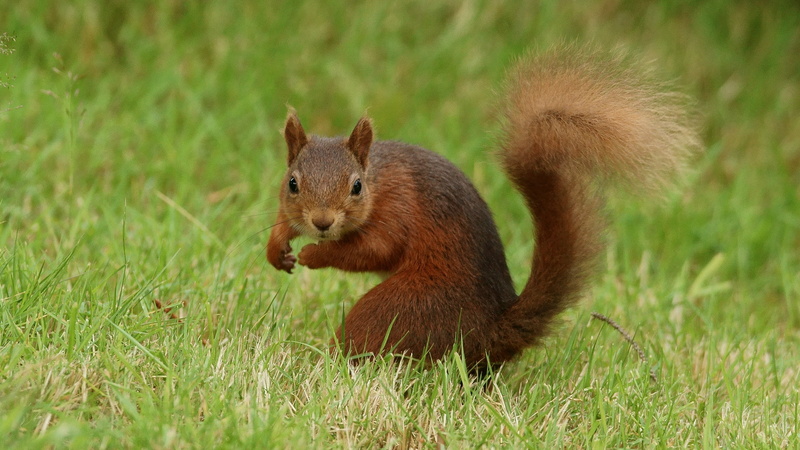 daytime, brown, wildlife, animal, squirrel, grass, mammal, rodent, nature, 4K, cute, red, field, outdoors, green