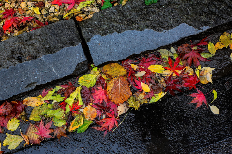 wet pavement, beauty in nature, no people, leaves, plant part, maple, collage, footpath, human, plant, maple leaf, 5K, nature, stone, autumn, leave, diagonal