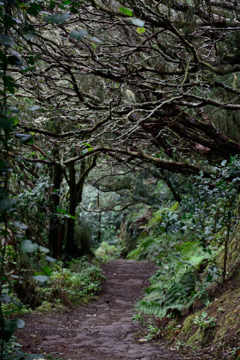 day, land, foliage, outdoors, woodland, path, no people, landscape, direction, tree, spain, 5K, branch, plant, gloomy, footpath, growth, the way forward