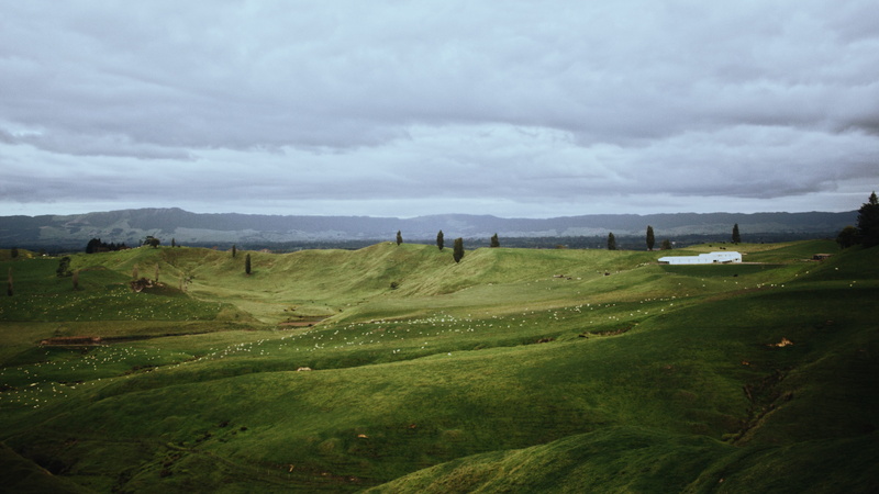 plant, 5K, hill, beauty in nature, hobbiton movie set, field, green color, day, landscape, mountains, non-urban scene, no people, sheeps, new zealand