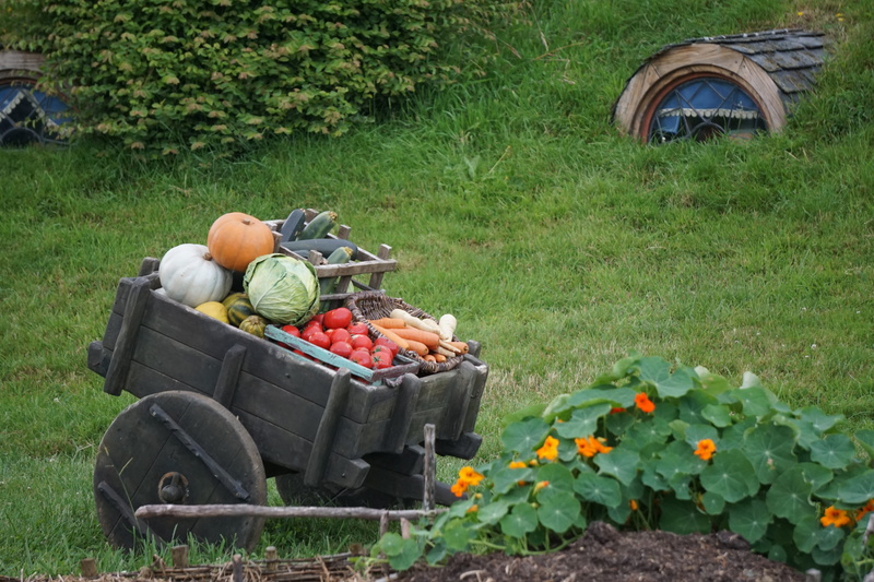 travel, new zealand, wellbeing, healthy eating, nature, food, vegetable, freshness, plant, garden, no people, grass, fruit, day, harvesting, gardening