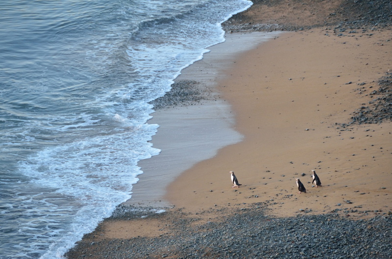 outdoors, penguin, motion, aotearoa, three, sand, animal, colony, water, south hill, beach, animal themes, aquatic sport, 4K, yellow eyed penguin, vertebrate