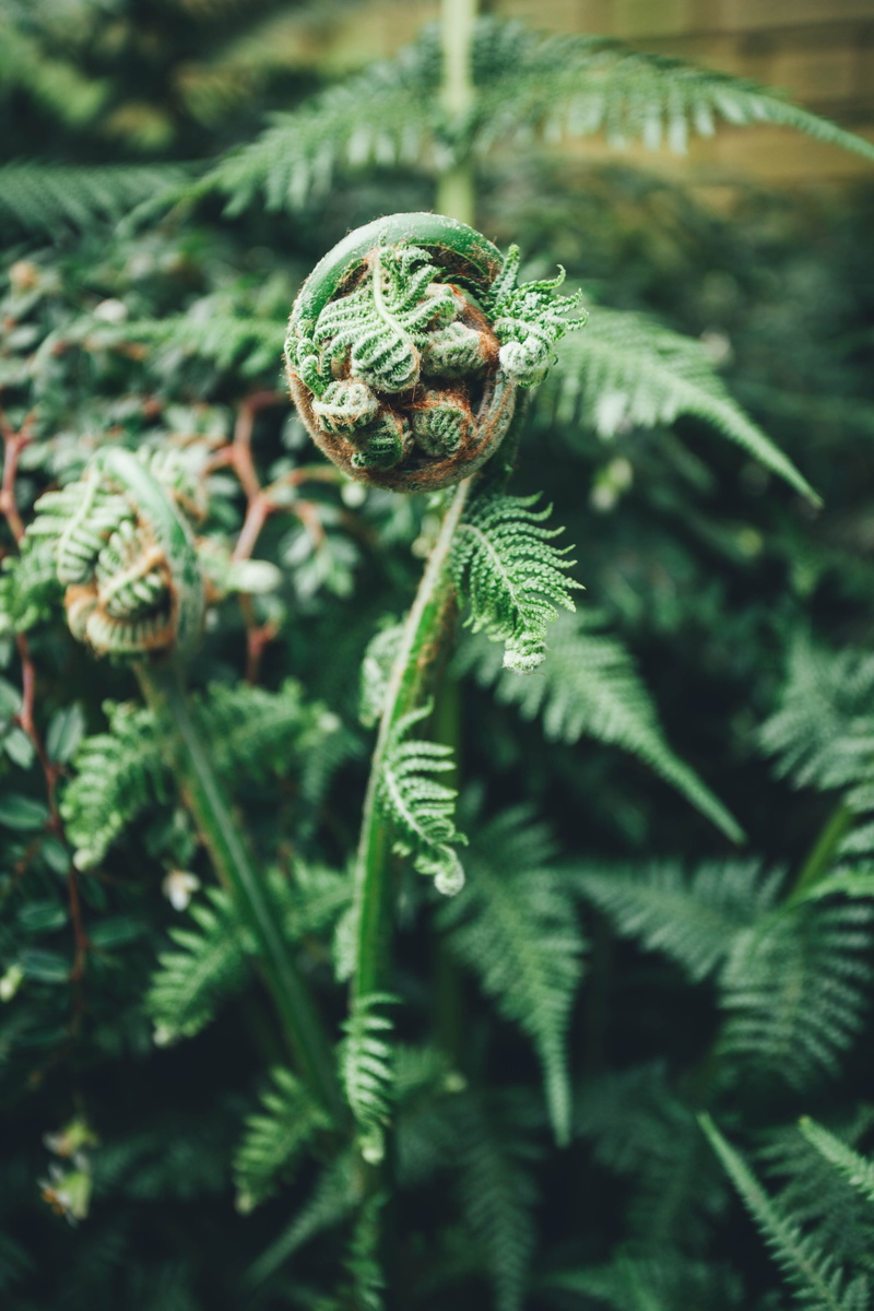 selective focus, animal, turtle, 5K, leaves, birth, needle - plant part, close-up, focus on foreground, fern, growth, fir, green color, royaume-uni, coniferous tree