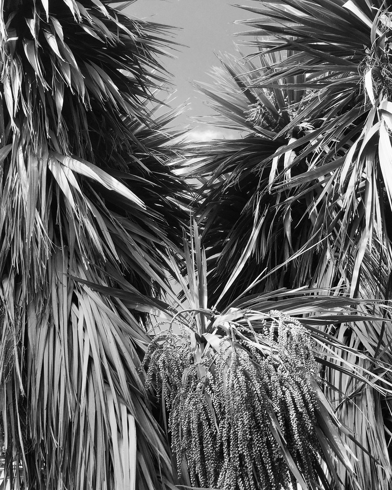 close-up, black and white, palm leaf, 2K, leaf, low angle view, land, plant part, garden, tranquility, plant, cabbage trees, nature, green color, tree