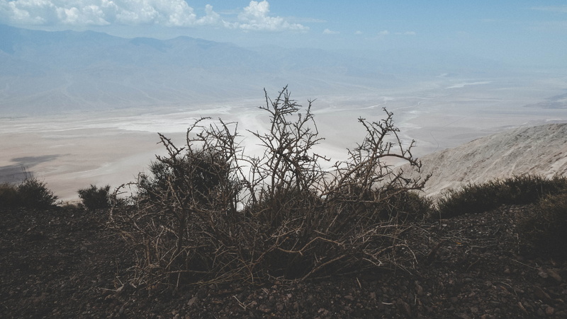5K, growth, environment, branch, plant, beauty in nature, usa, bush, summer, salt lake, non-urban scene, landscape, tree, salty, cloud - sky, tranquil scene