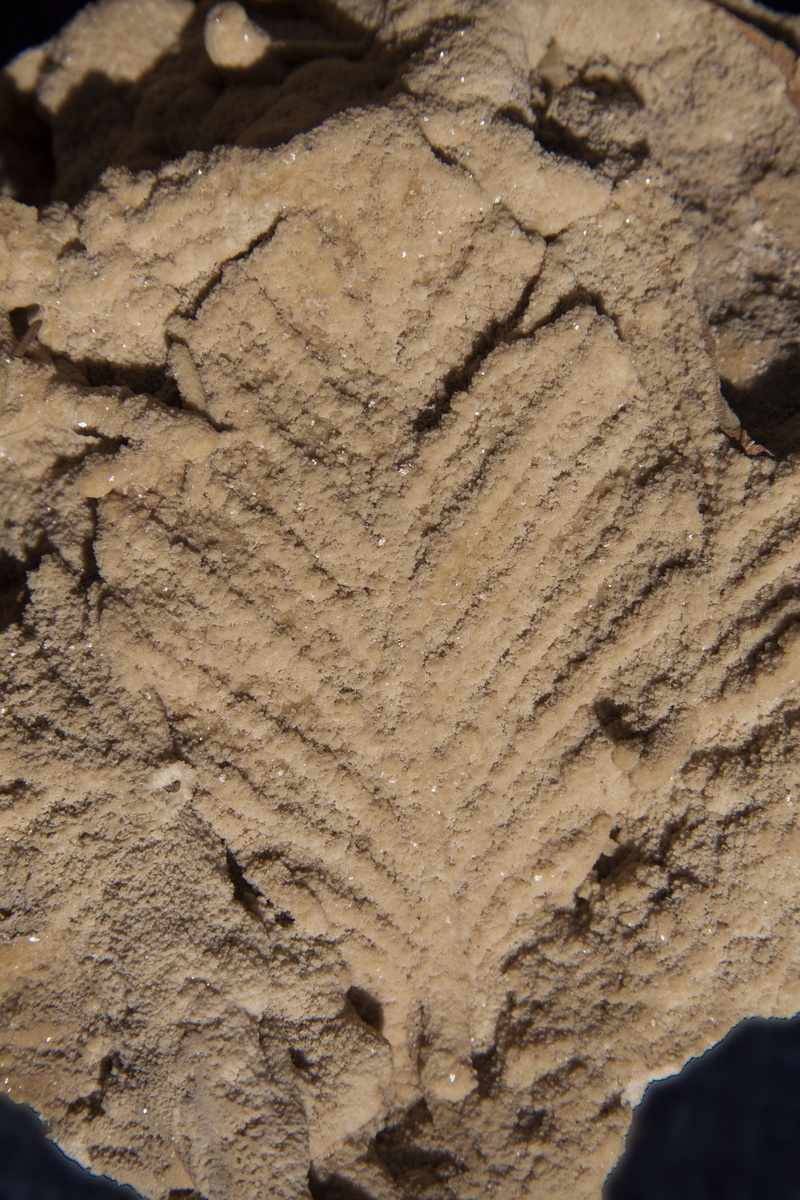 deposit, rough, textured, outdoors, reprint, brown, high angle view, sediments, backgrounds, natural pattern, no people, 4K, tree, full frame, leaf, tree trunk