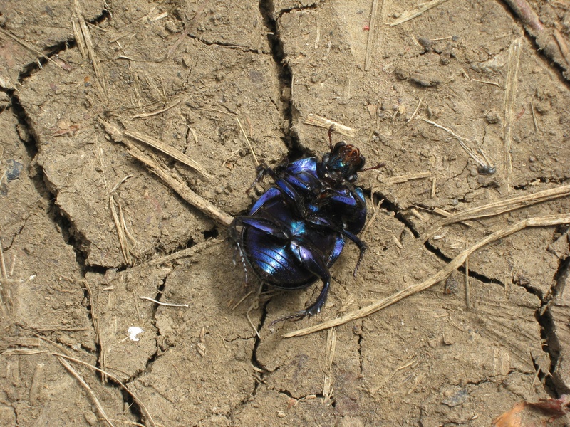 outdoors, high angle view, ground, animal wildlife, one animal, arable, field, close-up, sedimental, invertebrate, supine position, animals in the wild