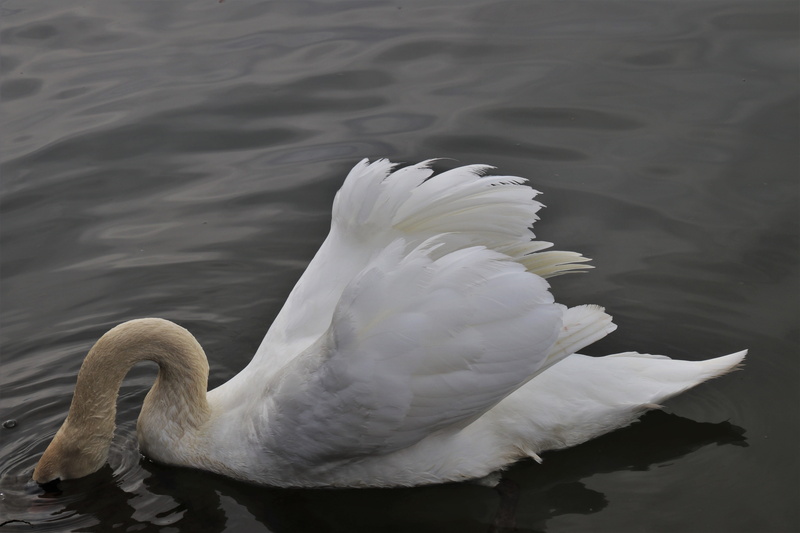 feather, white, 5K, neck, pride, lake, animal neck, pen, animals in the wild, animal wildlife, vertebrate, elegant, the head in the water, water birds