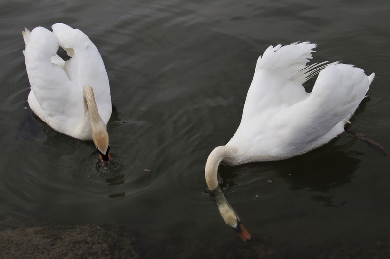 lake, flows, water, water bird, freshwater bird, bird, no people, animal wildlife, sediment, quiet, neck, the environment, two animals, deeply, head, beak