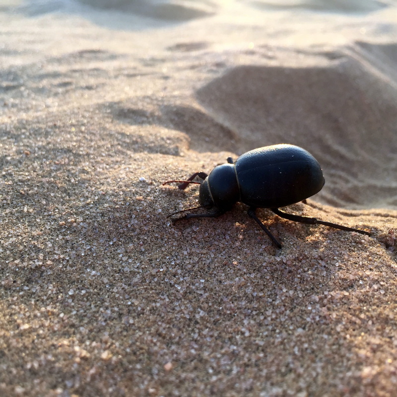 animal wildlife, no people, desert, beetle, india, close-up, nature, one animal, day, rasla, land, thar, unnamed road, animal, selective focus, animal themes