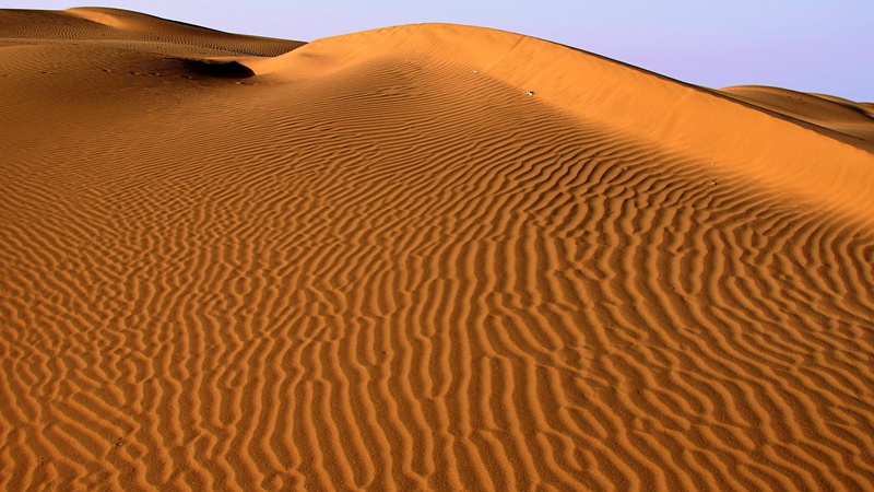 thar, environment, animal wildlife, scenics - nature, worldwide, day, natural pattern, arid climate, landscape, beauty in nature, outdoors, climate, nature