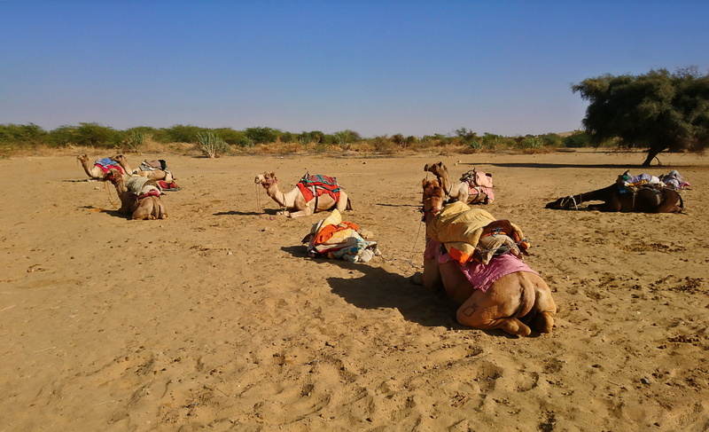 animal, blue, camel, caravan, summer, people, sand, adult, nomad, india, women, land, 5K, beach, adventure, nature, sunlight, thar, day, pets, desert