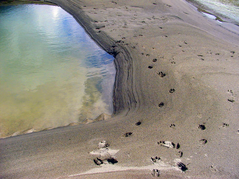 tracks, no people, non-urban scene, outdoors, Waterhole, beach, Animal Tracks, Sand, beauty in nature, washed, scenics - nature, tranquility, land, trail